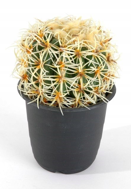 Kwiat KAKTUS kula 16,5cm | 8623501400 Kwiat KAKTUS kula 16,5cm | 8623501400