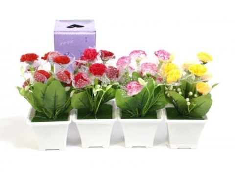 Kwiatki ala stokrotki w doniczce 18 cm Kwiatki ala stokrotki w doniczce 18 cm