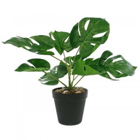 Monstera w doniczce 11 x 30cm Monstera w doniczce 11 x 30cm