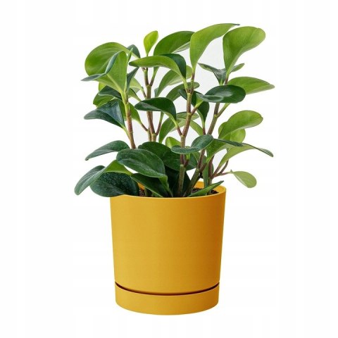 Doniczka TUBO PM 11cm - musztardowy Doniczka TUBO PM 11cm - musztardowy