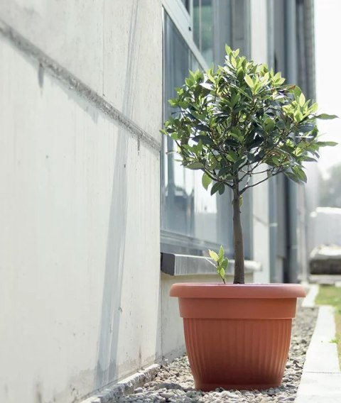 Doniczka 17,5cm Terra Nova Terakota | DCE17-R624 Doniczka 17,5cm Terra Nova Terakota | DCE17-R624