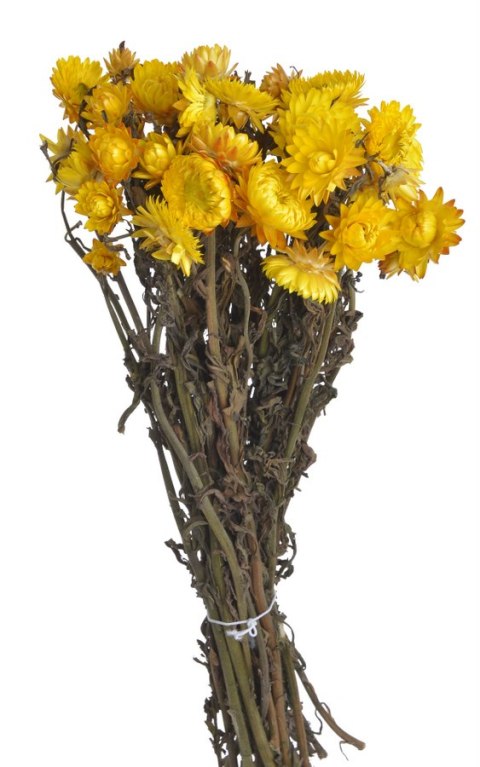 Kocanka w pęczku, susz roślinny ok. 42cm, 85g WOL-04KOL Kocanka w pęczku, susz roślinny ok. 42cm, 85g WOL-04KOL