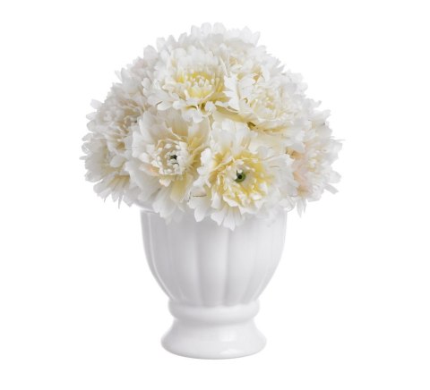 Goździki w doniczce białe 16cm 11P95157 Goździki w doniczce białe 16cm 11P95157